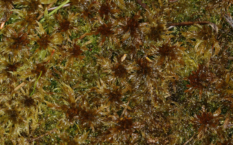 Sphagnum majus subsp. majus